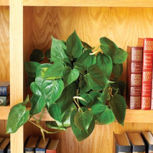 Philodendron