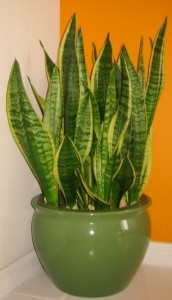 Snake plant