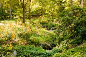 Sustainable Garden 4