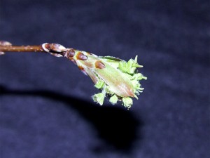 A Norway maple bud damaged by feeding winter moth caterpillars.